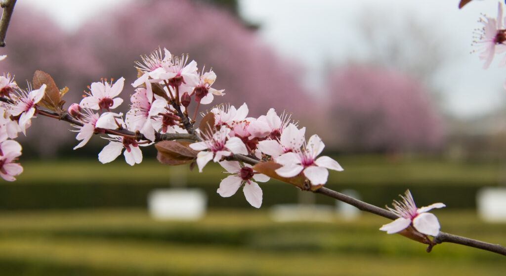 Praha - Trojský zámek - Sakura (jaro)