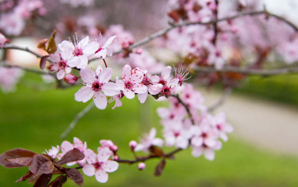 Trojský zámek - Sakura