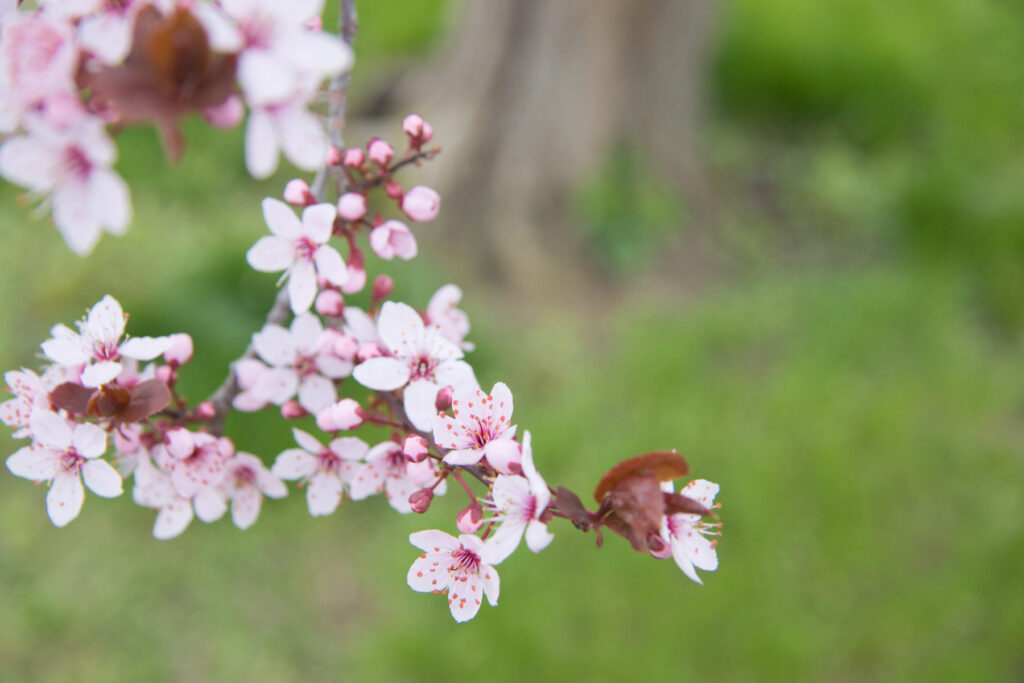 Praha - Trojský zámek - Sakura  (jaro)