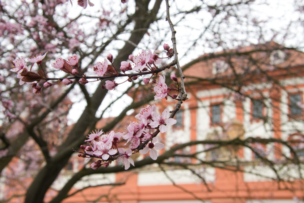 Praha - Trojský zámek - Sakura  (jaro)