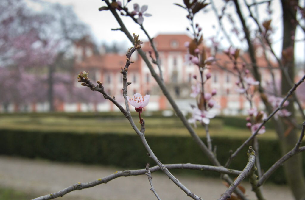 Praha - Trojský zámek - Sakura  (jaro)