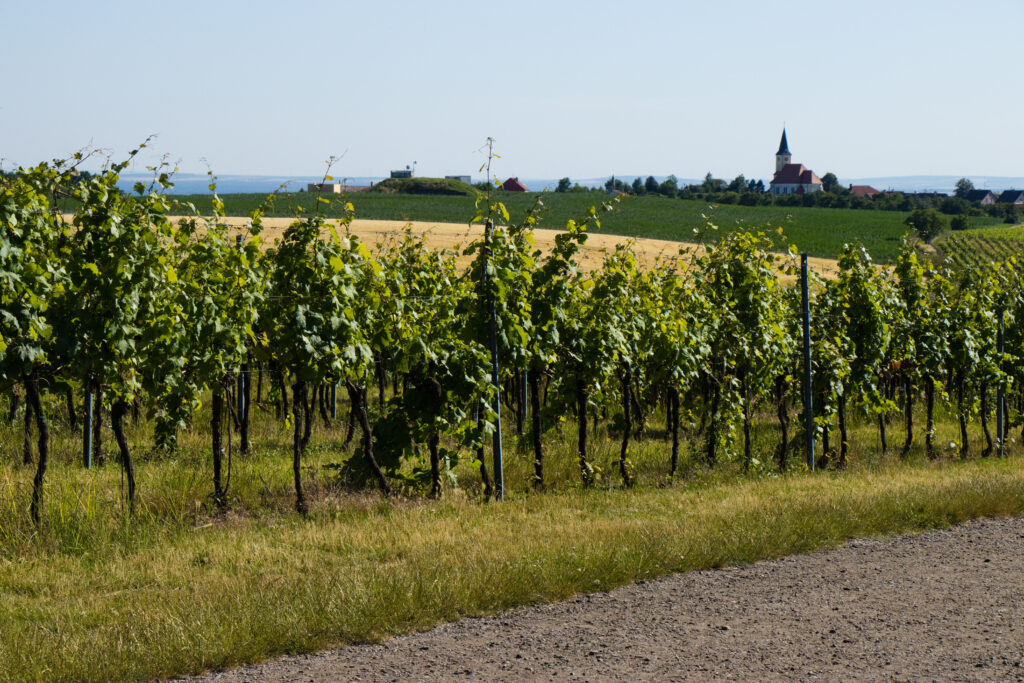 moravské Toskánsko - vinohrad