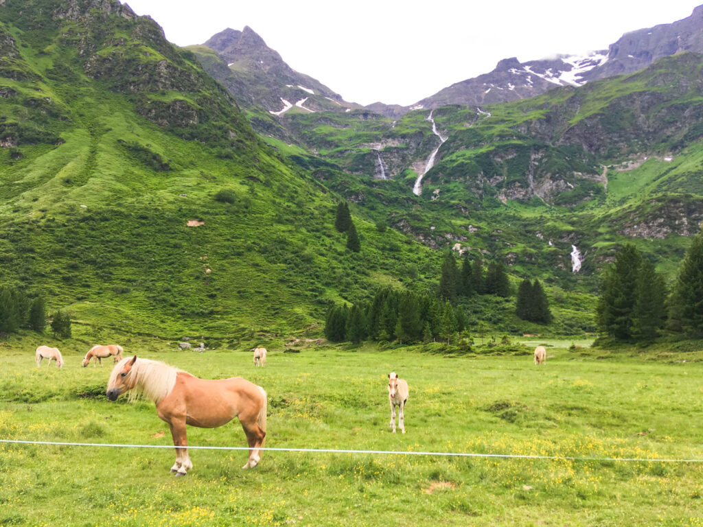 Sportgastein - pastvina