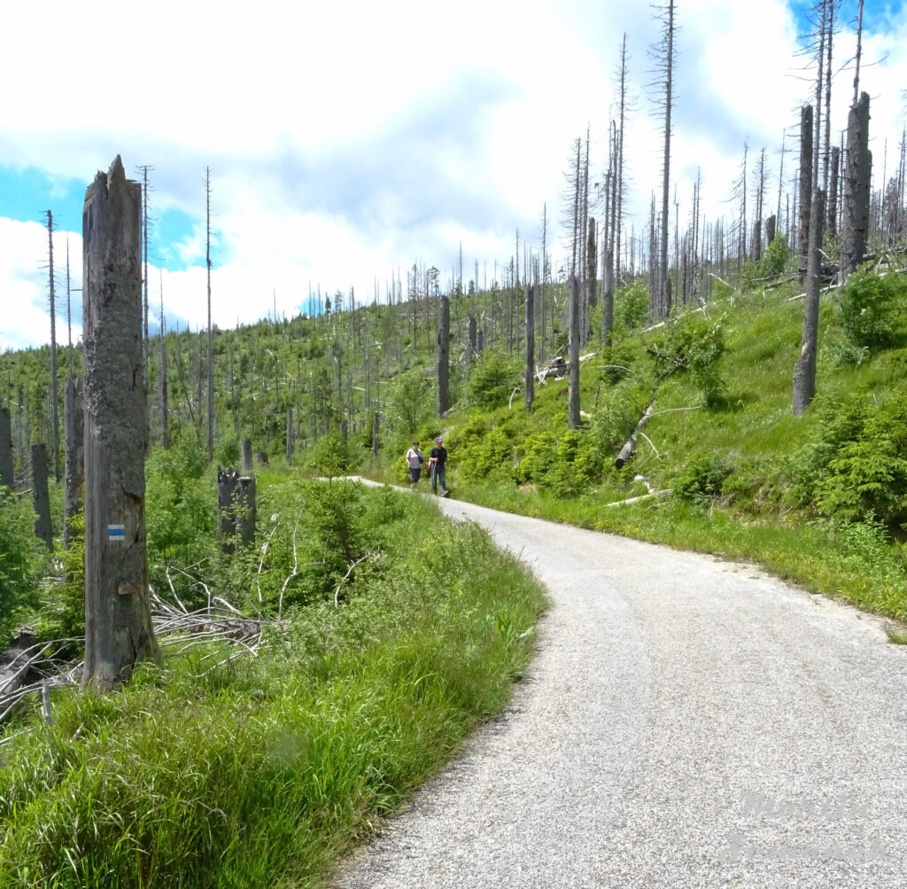 Šumava - cesta na Poledník