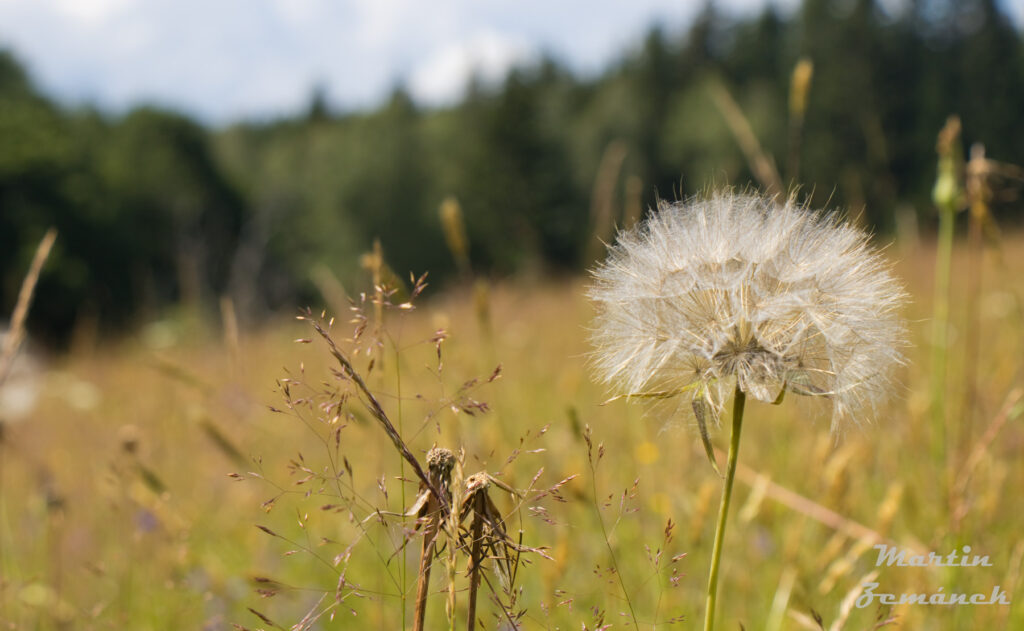 Šumava - pláň